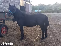Kůň, Koně — foto 1