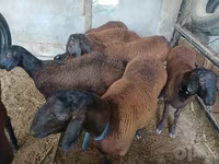 Ram, Sheep — photo 2