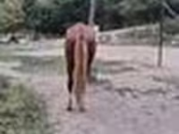 Жребец, Kazakh horse — снимка 8