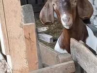 แพะตัวผู้, Boer goat — รูปภาพ 3