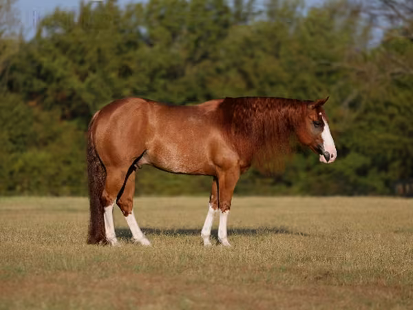 Жребец, Quarter Horse