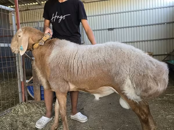 Widder, Arashan sheep