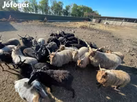 Хуц, Racka sheep — 6 зураг