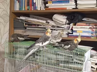 Nimfa (cockatiel) cütlüyü və qəfəs dəsti - Növ: Nimfa tutuquşusu — عکس 5