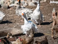 Geese — تصویر 3
