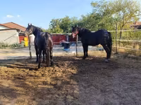 Faras, Horses — sawirka 4