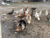 Turkeys — fotografija 3