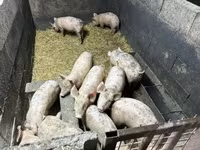猪（批次，未指定性别）, Pigs — 照片 3