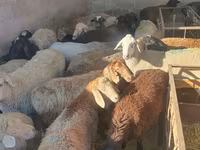 بھیڑ, بھیڑیں — تصویر 2