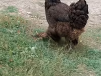 Brahma — foto 4