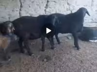 قوچ, گوسفند — عکس 7