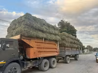 Сено в тюках - Тип: травяное сено в прямоугольных тюках, прессованное — foto 2