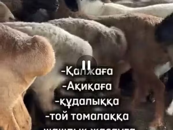 Vædder, Får