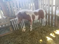 公马, Miniature horse — 照片 1