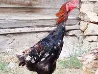 دجاج شمو — الصورة 3