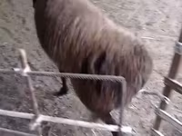 Carneiro, Hissar sheep — foto 1