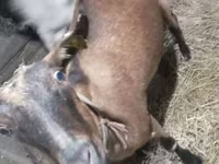แพะตัวเมีย, Alpine goat — รูปภาพ 2