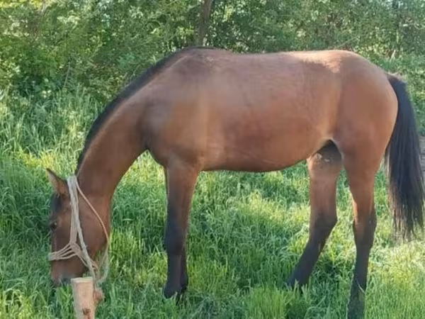 Mare, Horses — Hungary