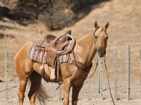 Kuda jantan, Quarter Horse — foto 6