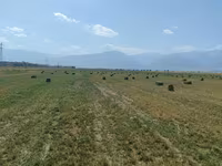 Сено в тюках (люцерна) - Кормовая люцерна, спрессованная в — รูปภาพ 1
