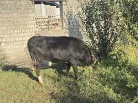 گاو ماده, گاو — عکس 3