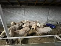 Widder, Arashan sheep — Foto 7