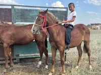Άλογο, Kazakh horse — φωτογραφία 2