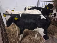 Býk, Russian Black pied cattle — foto 6