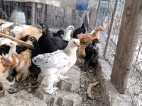Brahma — foto 4