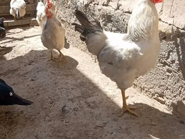 Chickens