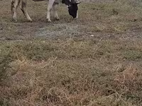 Krava, Russian Black pied cattle — foto 2