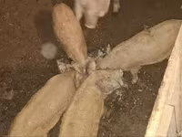 猪（批次，未指定性别）, Мангалица — 照片 5