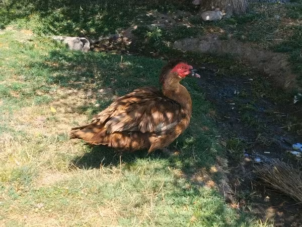Domestic Muscovy — Kyrgyzstan