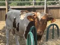 Byk, Węgierska szara rasa — zdjęcie 2