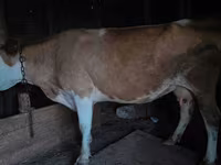 Cow, Cattle — photo 4