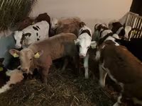 ወንድ በሬ, Simmental cattle — ፎቶ 3