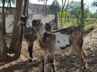 Capra, Nubian Goat — foto 3