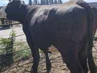 Krava, Russian Black pied cattle — foto 7