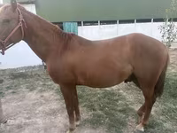 Koń, Konie — zdjęcie 4