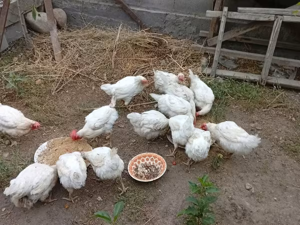 Chickens