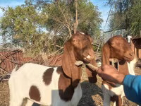 Ешкі, Kamori goats — 7-сурет