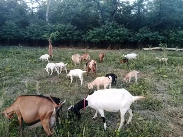 Goat, Nubian Goat — Hungary