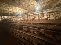 Продаю куры несушек 1.8года На бои Описание: - Промышленная клеточная — foto 1