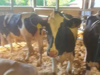 گاو و گوساله (گروه، جنسیت مشخص نشده), Russian Black pied cattle — عکس 4