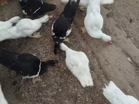 Ducks — عکس 1