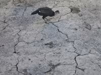 Chickens — foto 4