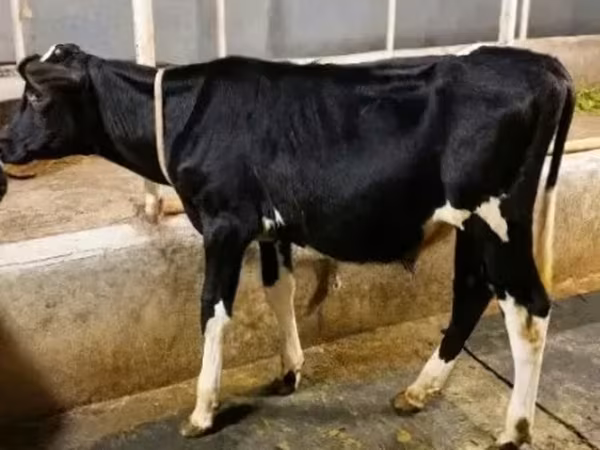 Bull, Holstein breed — Bangladesh