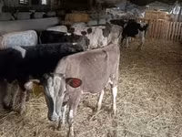 Tyre, Simmental cattle — foto 3