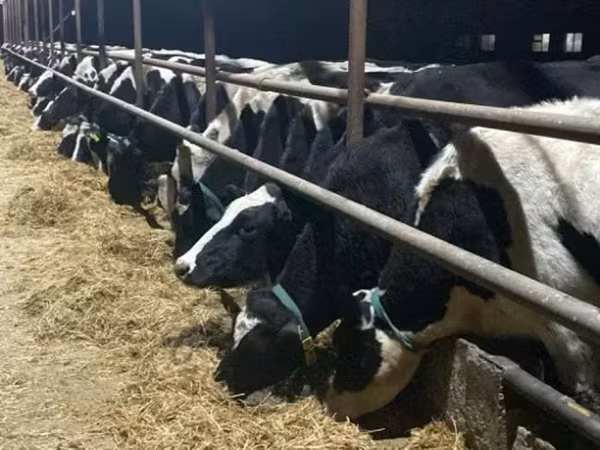 วัวตัวเมีย, Russian Black pied cattle — รัสเซีย