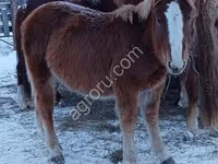 Horse (M), Horses — photo 7